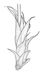 Entodon plicatus, perichaetium. Drawn from B.H. Macmillan 84/51, CHR 506854.
 Image: R.C. Wagstaff © Landcare Research 2014 